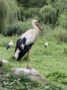 Naturoparc Hunawhir Ribeauvillé route des vins d'alsace, parc animaux en famille. loutre, grand hamster d'alsace, cigognes. Où voir des cigognes en alsace ? proche de cigoland. proche de l'écomusée d'Alsace. sortie nature en famille en alsace à 1 heure de strasbourg. près de colmar Crédit photo ©Anaïse Mazzanti Lang