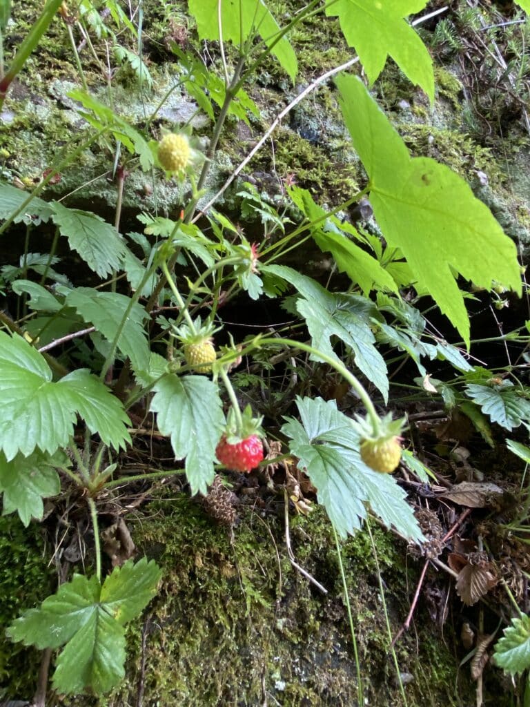 fraises des bois en foret crédit photo ©Anaïse Mazzanti Lang