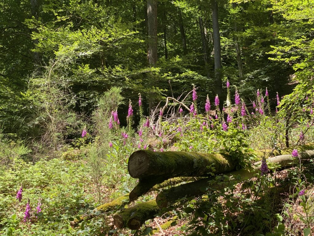 ©Anaïse Mazzanti Lang - beladonne, fleur toxique mais belle en alsace