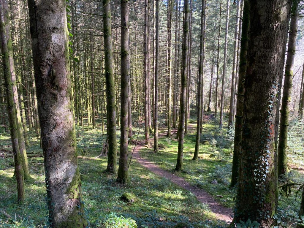 Forêt d'alsace pour se ressourcer - Forêt près de Gérardmer, cascade du Tendon - nature - ©Anaïse Mazzanti Lang