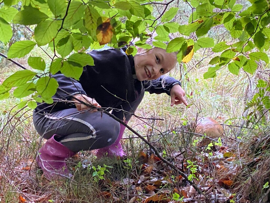 où chercher des champignons en alsace ? trouver des cèpes et des bolets dans la foret de Haguenau dans le Nord de l'Alsace. ©Anaïse Mazzanti Lang