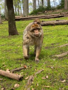 la montagne des singes, sortie nature en famille en alsace - près du château du haut koenigsbourg et de la volerie des aigles. crédit photo ©Anaïse Mazzanti Lang