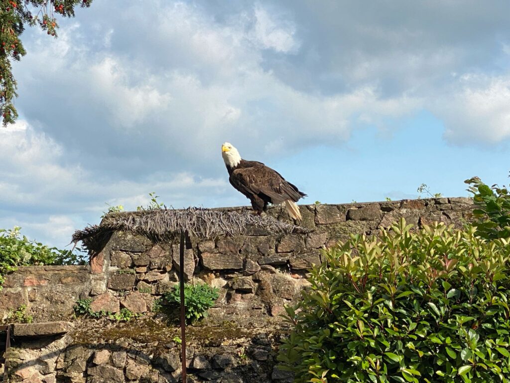 la volerie des aigles en alsace, route des vins. chateau de kintzheim. haut koenigsbourg. sortie nature en famille. sortie nature dans les vosges. spectacle de rapaces dans les vosges crédit photo Anaïse Mazzanti Lang