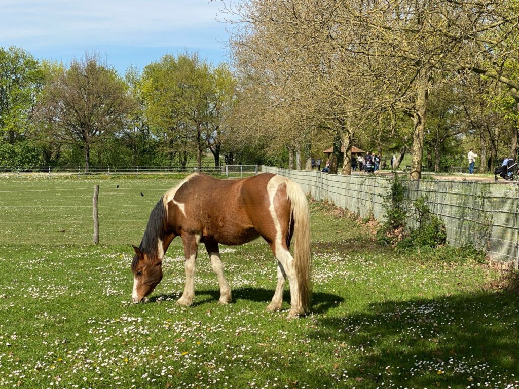 Cheval au Parc du Mundenhof