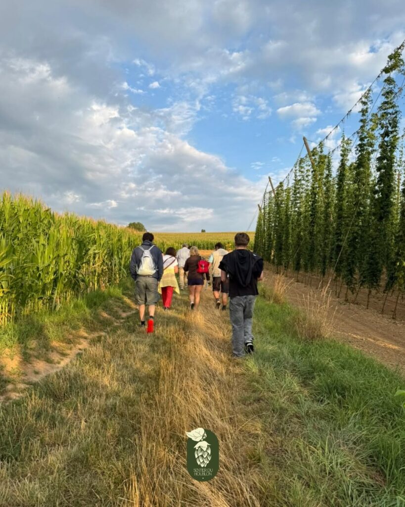 Participants marchant dans les houblonnières alsaciennes au lever du soleil lors des Matinales du Sentier du Houblon.