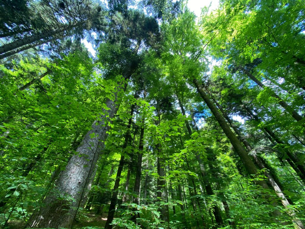 Forêt du Hohwald près du champ du feu crédit photo ©Anaïse Mazzanti Lang