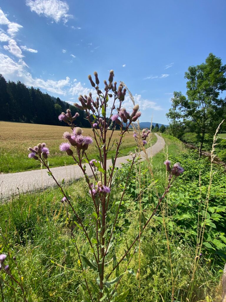 fleur campagne zell am harmersbach pres de strasbourg