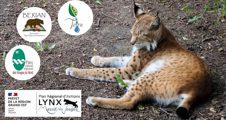 Un lynx boréal allongé dans son habitat naturel, illustrant une balade découverte organisée à Plainfaing à l'occasion de la Journée internationale du Lynx.