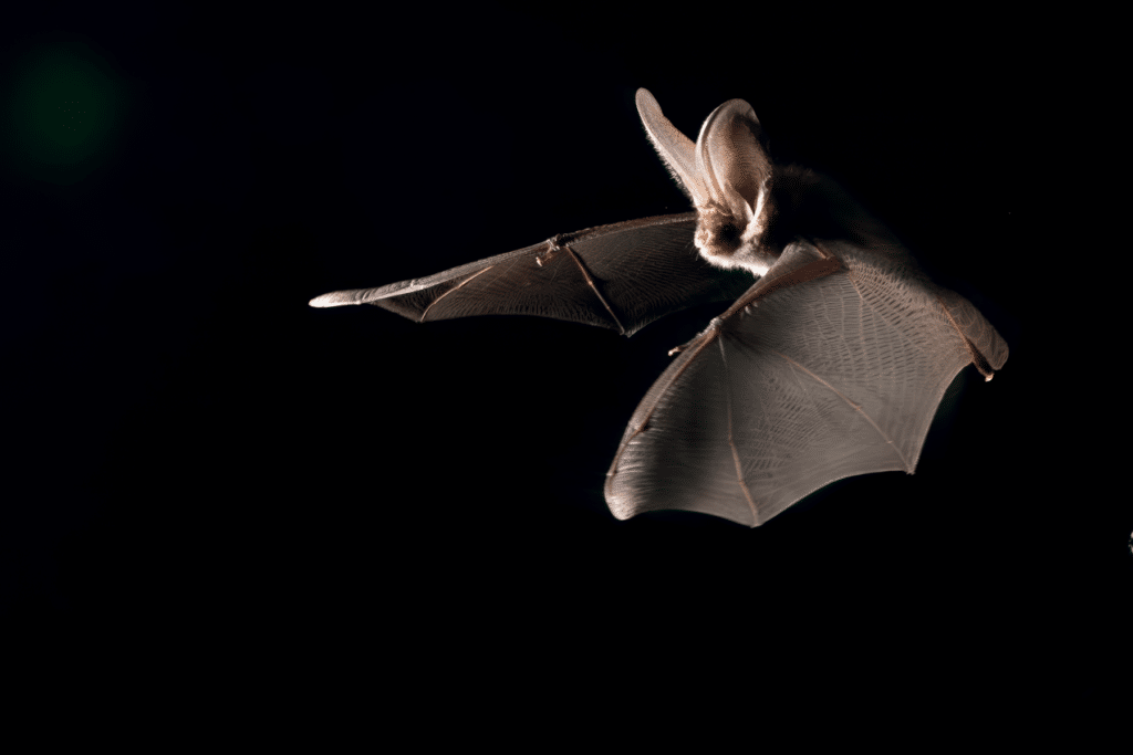 Sortie nocturne à la découverte des chauves-souris sur la colline du Bastberg à Bouxwiller en Alsace