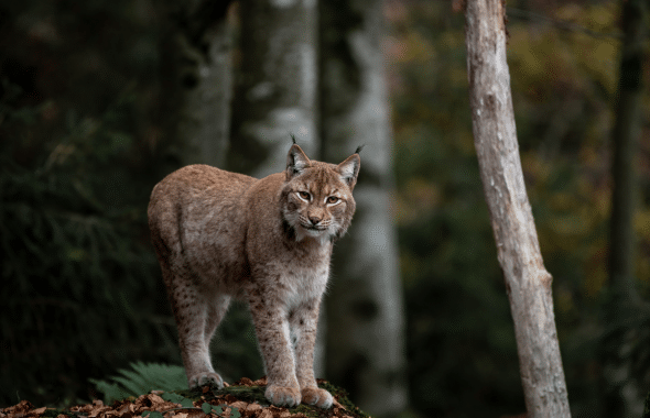 Lynx en forêt