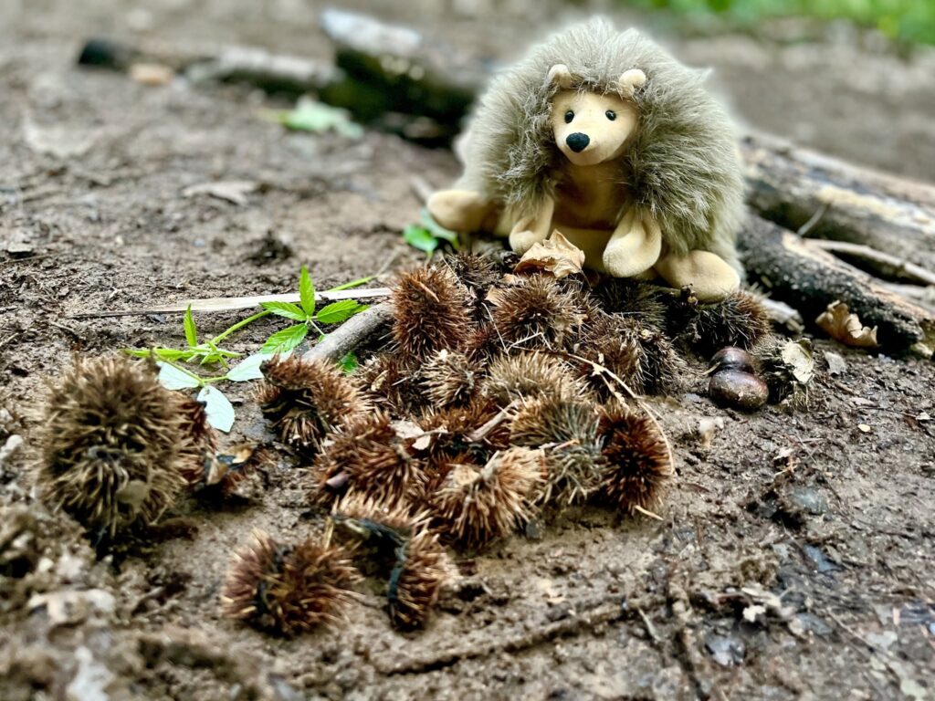 Balade nature sensorielle pour les enfants Avec Myrtille Récréation dans les Vosges du Nord, Alsace