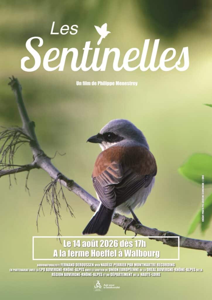 Affiche de la soirée ciné-nature Les Sentinelles organisée à la Ferme Hoeffel à Walbourg.