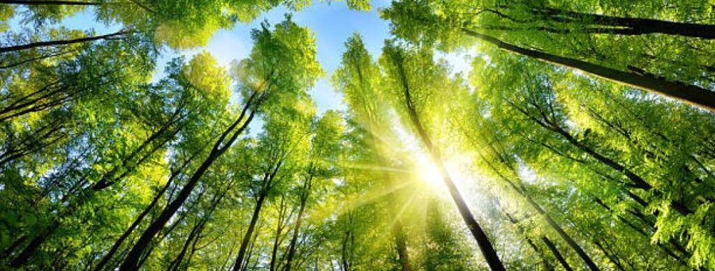 bain de forêt en conscience avec à pas de louve en Alsace - sylvothérapie